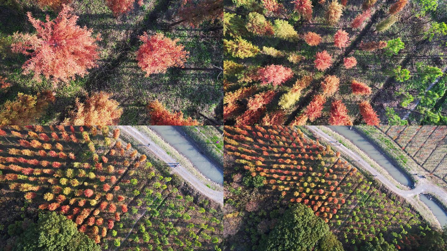4k航拍 秋天俯视树林