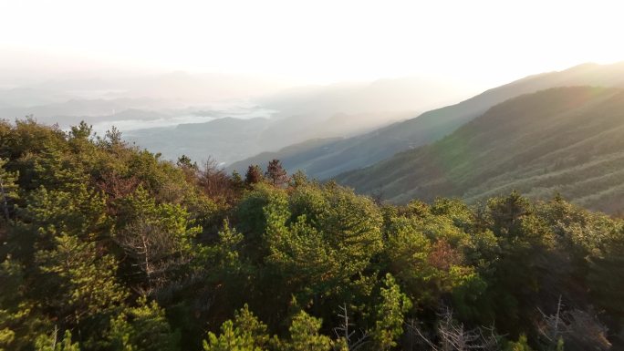 自然森林丛林大山清晨日出航拍