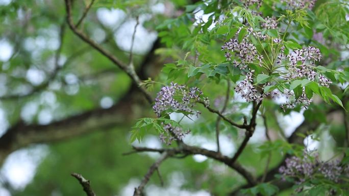 春天楝树花特写原素材