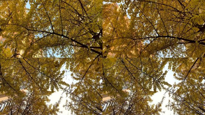 金黄色银杏树冠树叶飘落升格慢动作落叶