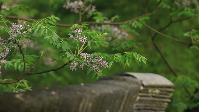 屋檐黑瓦楝树花特写原素材