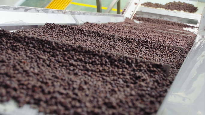 原创 豆豉 黑豆 食品生产线