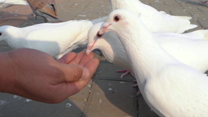 鸽子吃手里的食物 升格