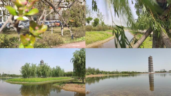 柳树 花开 花骨朵 桃果 报恩塔 风景