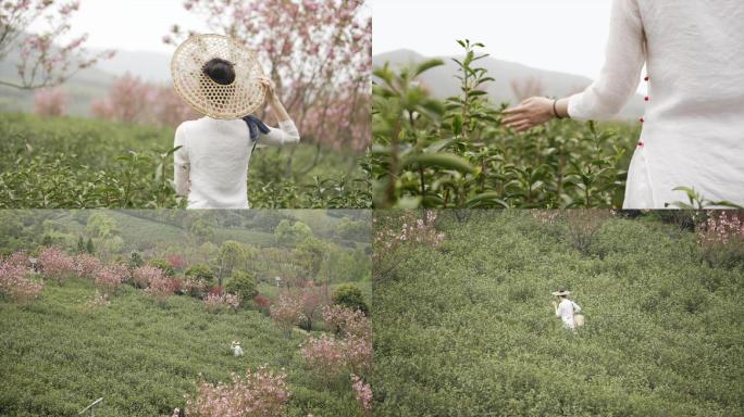 茶、茶叶、茶园、茶山、采茶姑娘