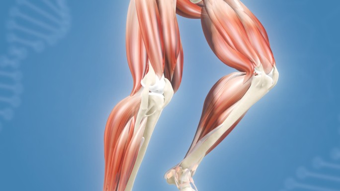 肌肉骨骼 膝盖  关节拉伸 骨韧带