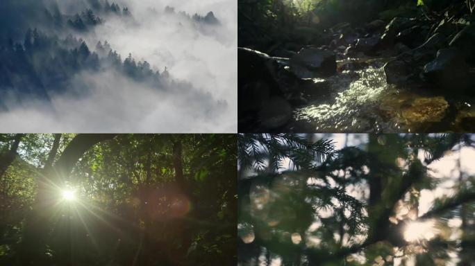 森林秘境-森林晨雾-自然环境-溪流-小溪