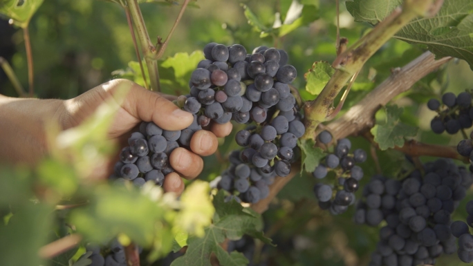 葡萄种植采摘葡萄园基地农民丰收