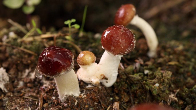 野生小蘑菇菌子植物食用蘑菇4k