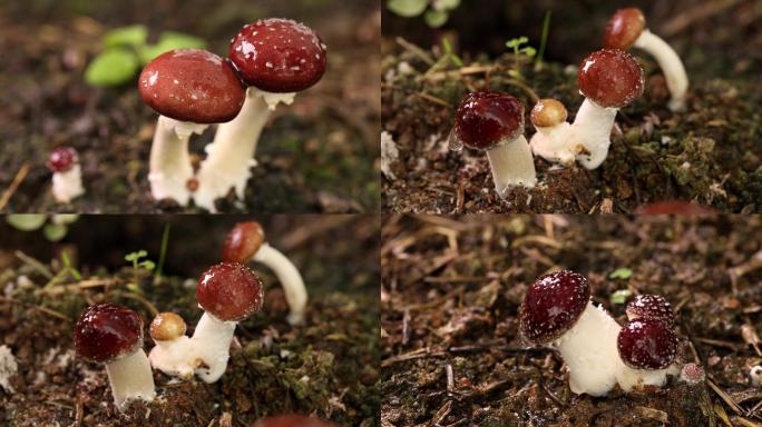 野生小蘑菇菌子植物食用蘑菇4k
