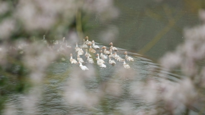 春江水暖野樱花一群鸭子戏水原素材
