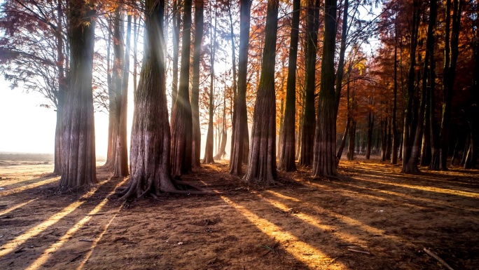 秋天的红杉林光影流动延时