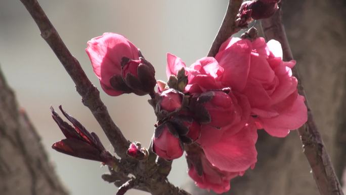 桃花挑花盛开春天的信息春风春分孟春