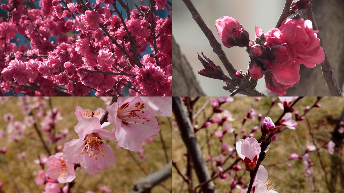 桃花挑花盛开春天的信息春风春分孟春