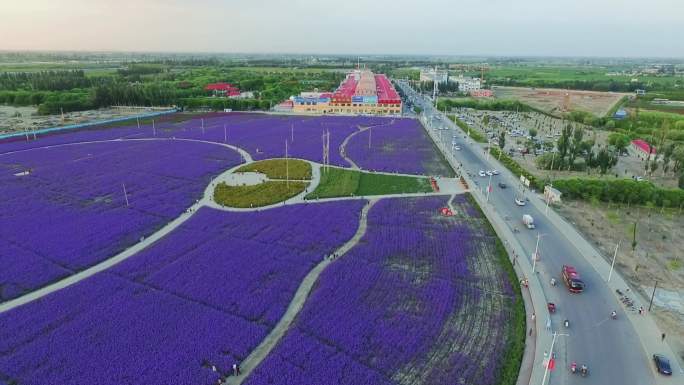 城乡结合部，薰衣草花海航拍素材