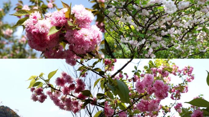 樱花 白色樱花 红色樱花 春天 旅游景区