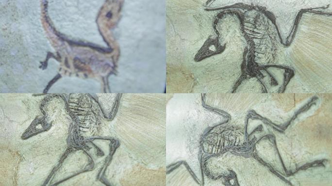 始祖鸟化石