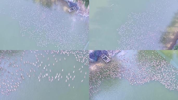 航拍河里成群的大面积的鸭子
