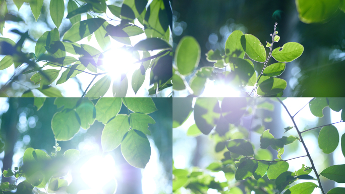 阳光下的树叶，逆光唯美清新空镜4k视频