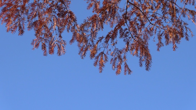 蓝天下的杉树4K视频