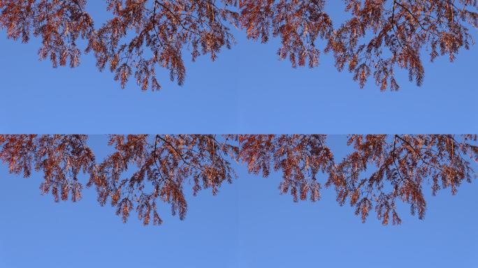 蓝天下的杉树4K视频