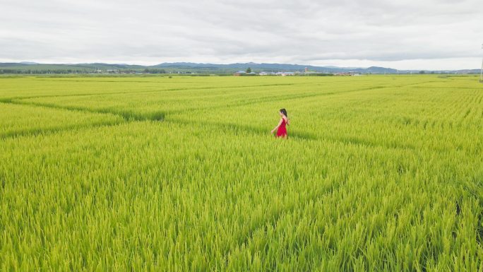乡村振兴——绿色水稻田野
