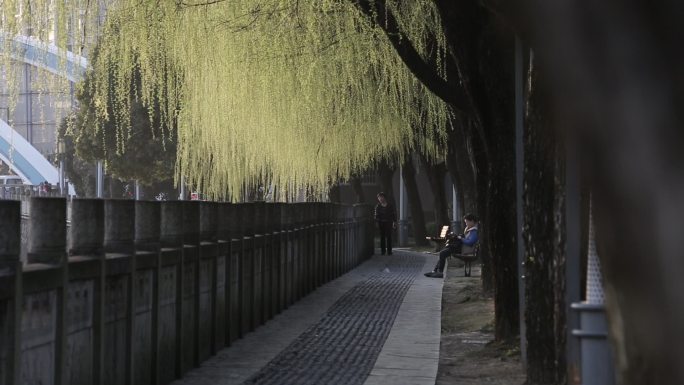 春天柳树嫩芽原素材