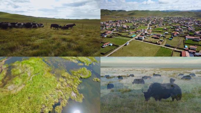 西藏高原 耗牛 耗牛草原奔跑 藏区小镇