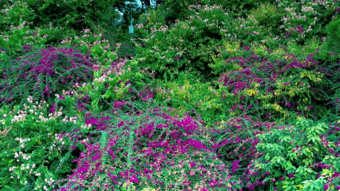 花草 植物花 野花 航拍镜头 空镜 花瓣