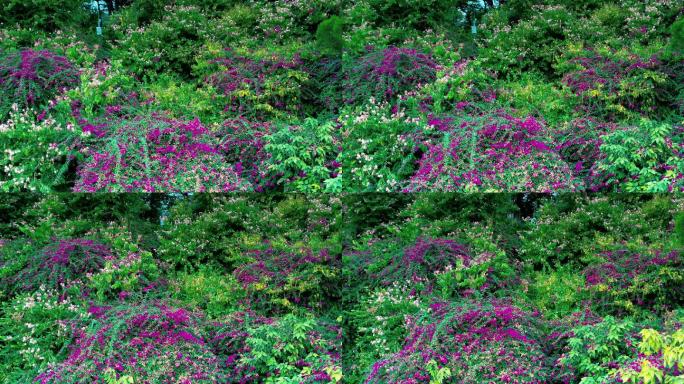 花草 植物花 野花 航拍镜头 空镜 花瓣