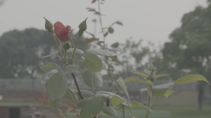 各种各样的鲜花