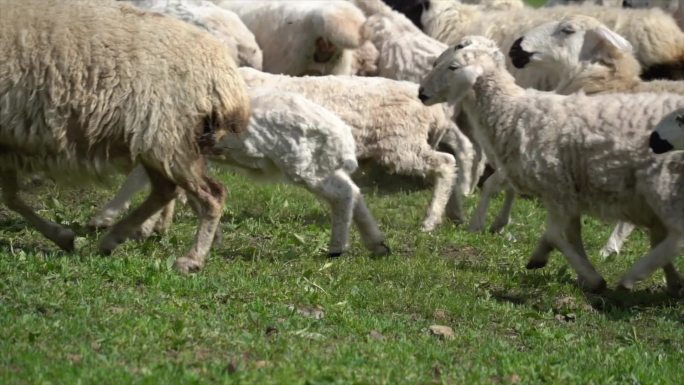 内蒙绵羊羊群