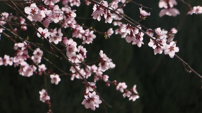 挑花柳树挑花盛开 春天的信息柳树杨柳依依