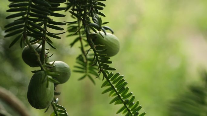 香榧青果特写原素材