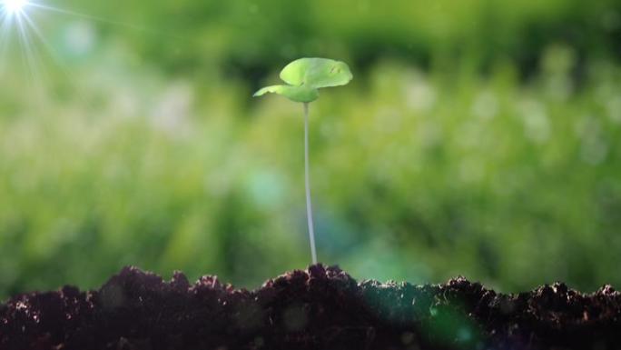 植物种子幼苗生根发芽成长延时