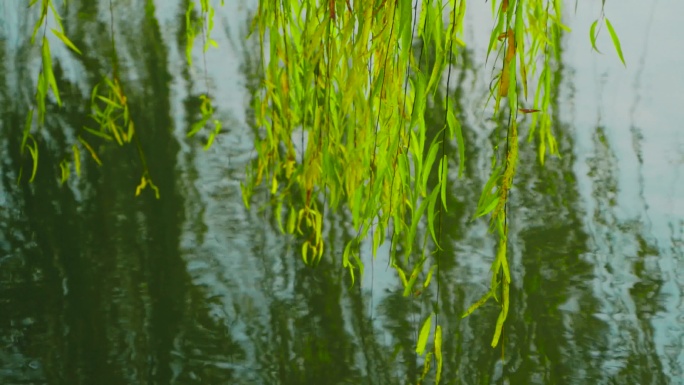 柳树河流飘荡