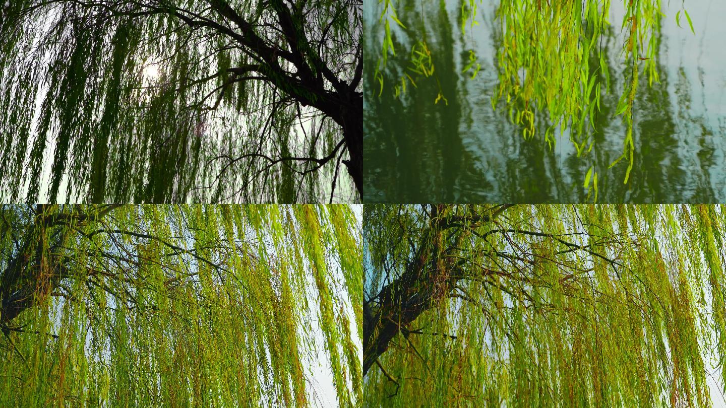 柳树河流飘荡