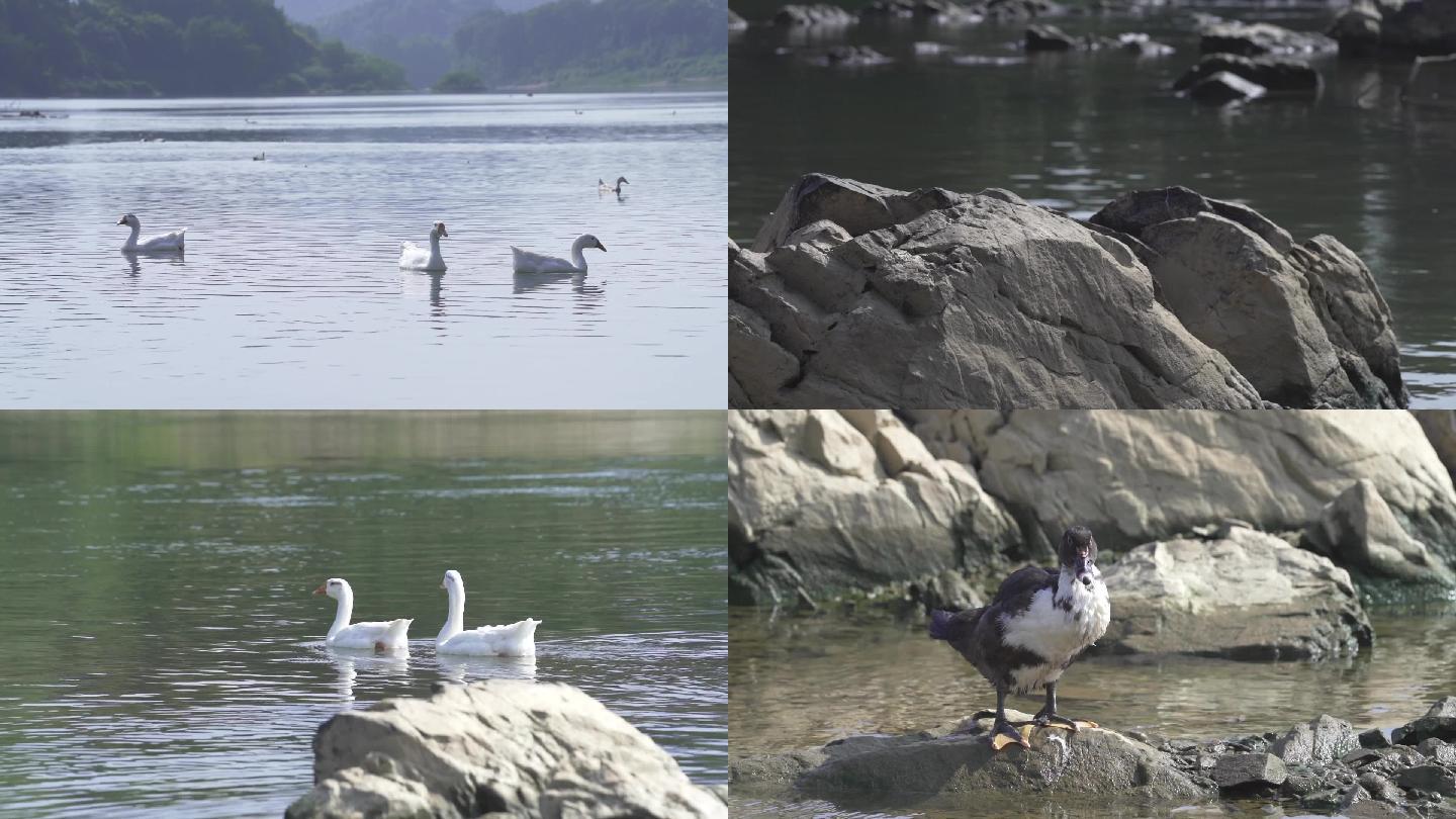 鸭子戏水 新农村 河边河水风景 空镜