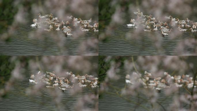春天樱花下一群鸭子戏水原素材