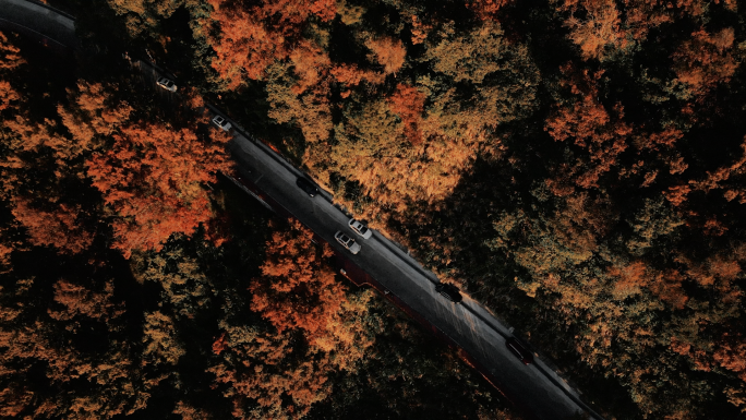 4K枫叶丛林素材合集 日落航拍
