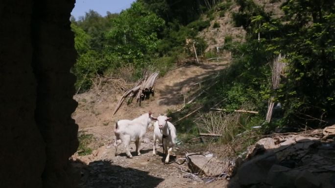 中国农村公羊和母羊原素材