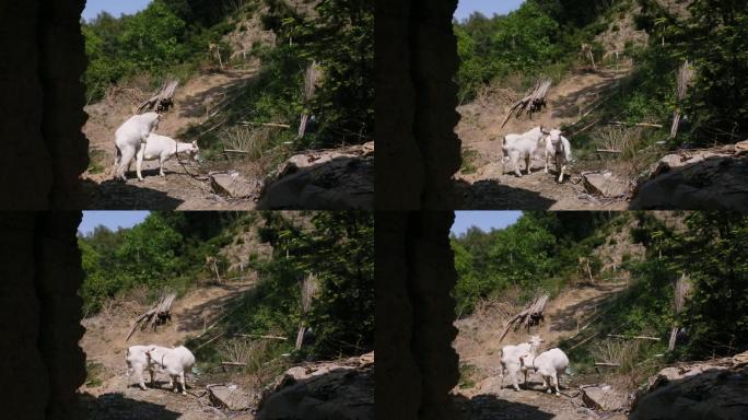 中国农村公羊和母羊原素材