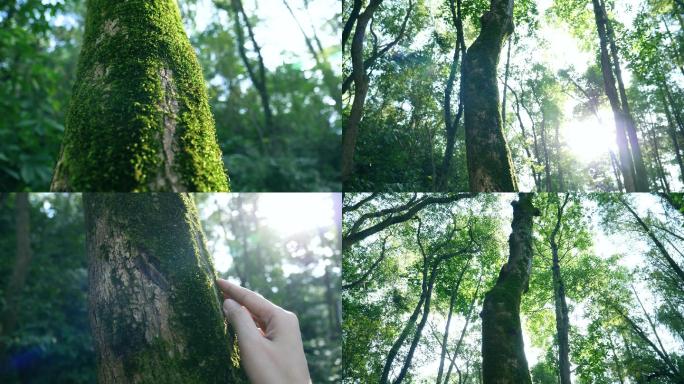 春天树干上长满青苔，森林青苔4k视频素材