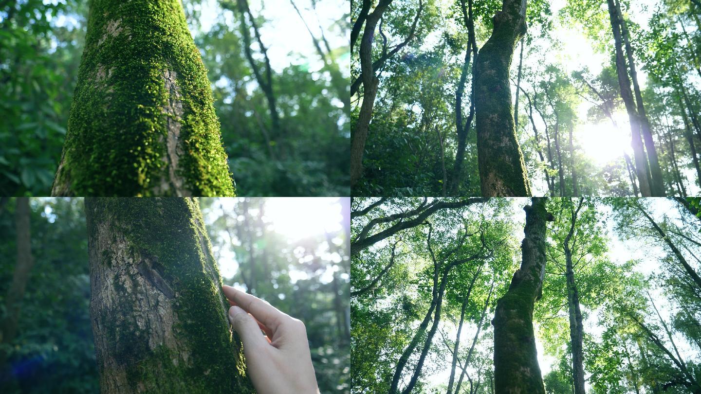 春天树干上长满青苔，森林青苔4k视频素材