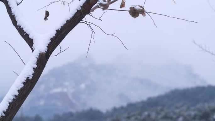 树干上的雪变焦到远处的大山 冬季景色