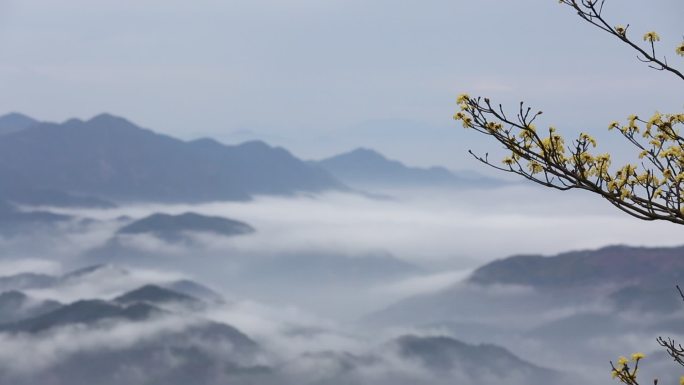 春天花开中国高架云雾云海原素材