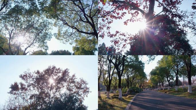 公园-阳光穿过树叶4K