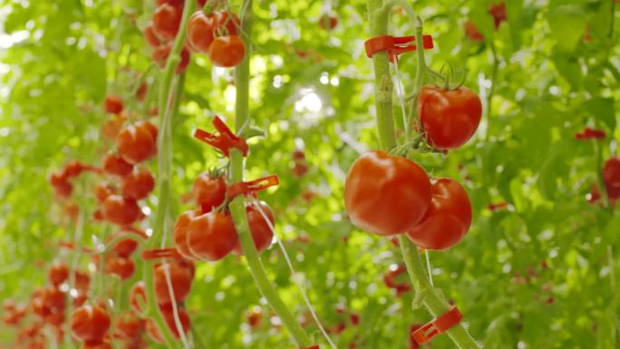 唯美西红柿蕃茄温室大棚种植农业水果大丰收