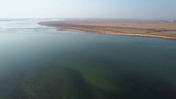 黄河湿地公园 候鸟迁徙 孟津 4K分辨率