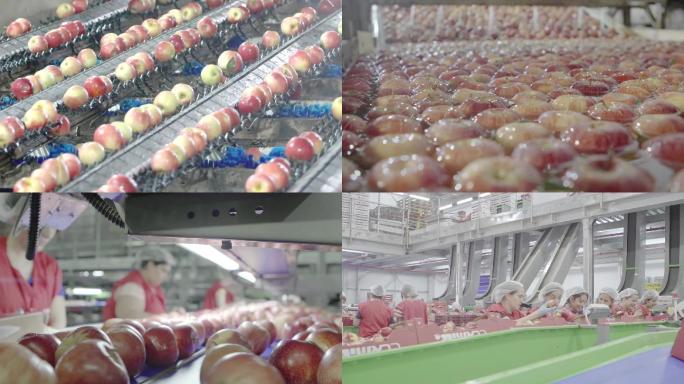 现代化苹果油桃清洗农产品包装加工流水线